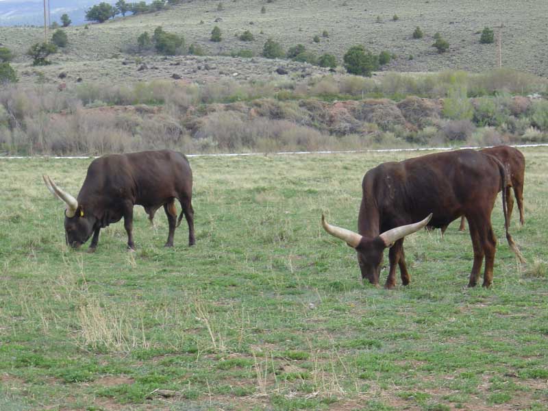 the lodge at the red river - vaches africaines